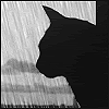 https://islamlab.com/wp-content/uploads/2016/07/cat_rain.gif